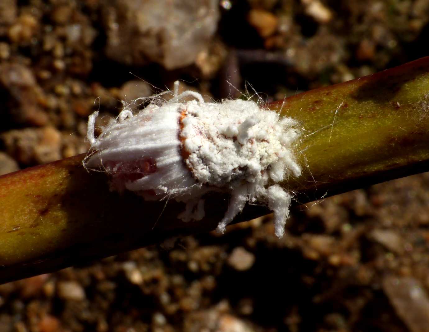 Icerya purchasi con uova , Natura Mediterraneo | Forum Naturalistico